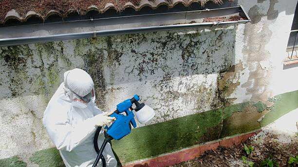 Top rated local Basement Mold Removal specialists in Warren, OR